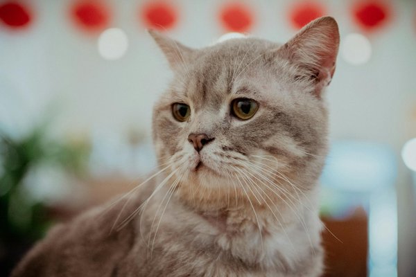 Transform Your Modern Living Room with Eco-Friendly Firewood Storage Solutions